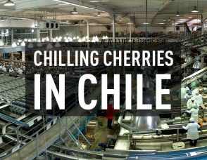Gateway Goes to Chile to Chill Cherries
