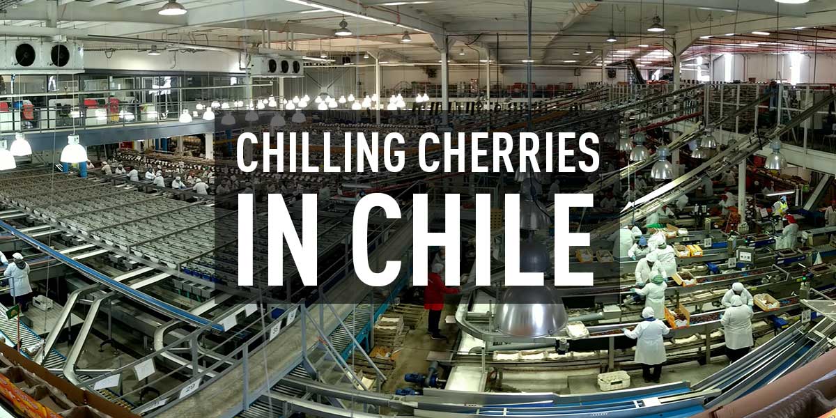 chilling cherries in Chile