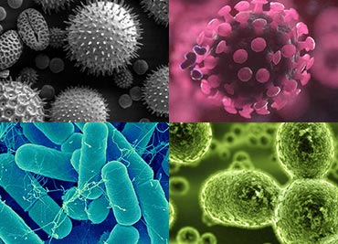 Virus bacteria mold pollen
